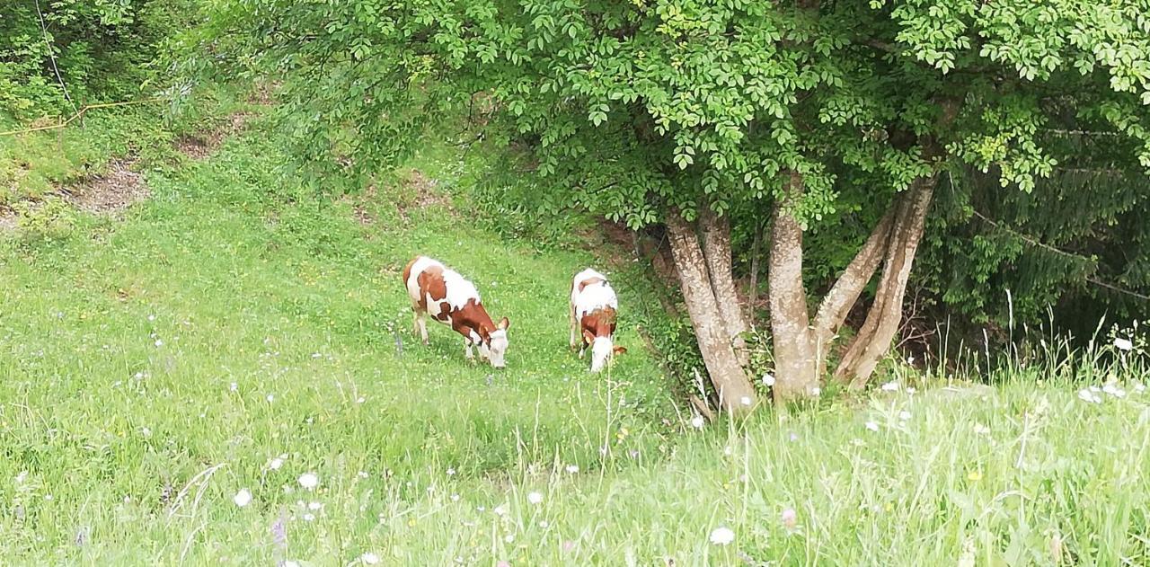 Agriturismo Ferienhof Gschloier (Adults Only) ライオーン エクステリア 写真